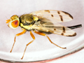 Urophora stylata
